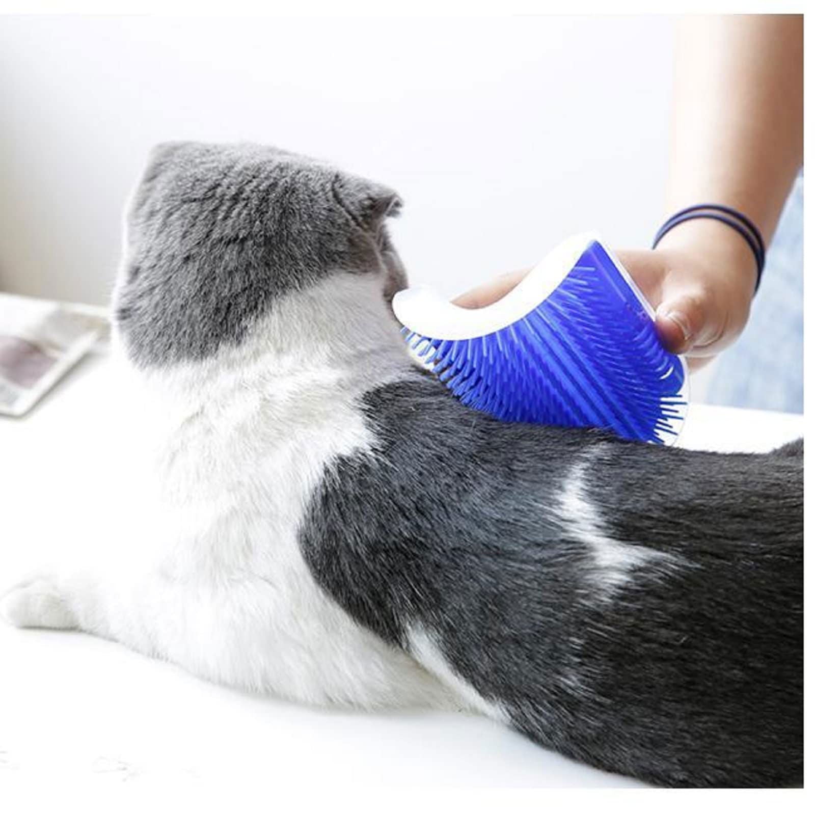 Cat Self Groomer Catnip  Dog Cat Toy Corner Groomer Wall Corner Scratcher Comb Grooming Massage Brush Blue - SEKSI