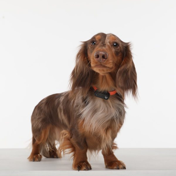 Tickless Mini Electronic Tick Repeller for Cats and Small Dogs - SEKSI